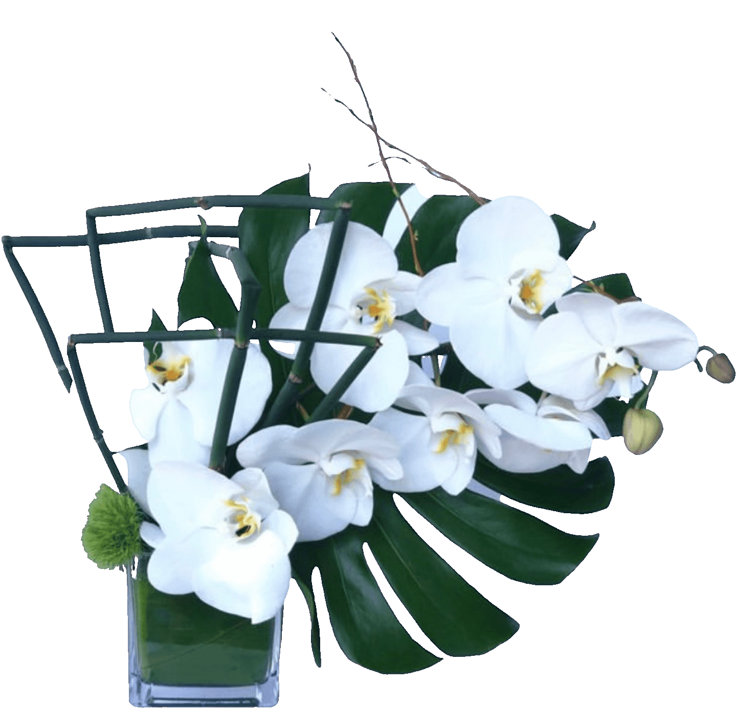 white phalaenopsis orchid with a monstera leaf