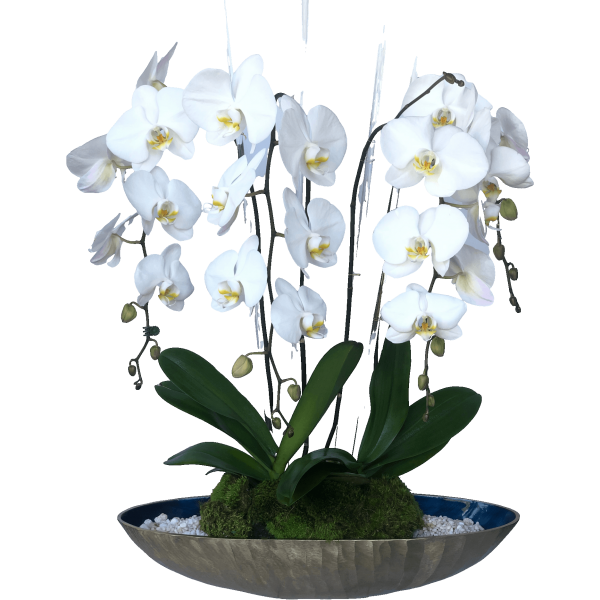 Fresh white phalaenopsis orchids with glass sticks.