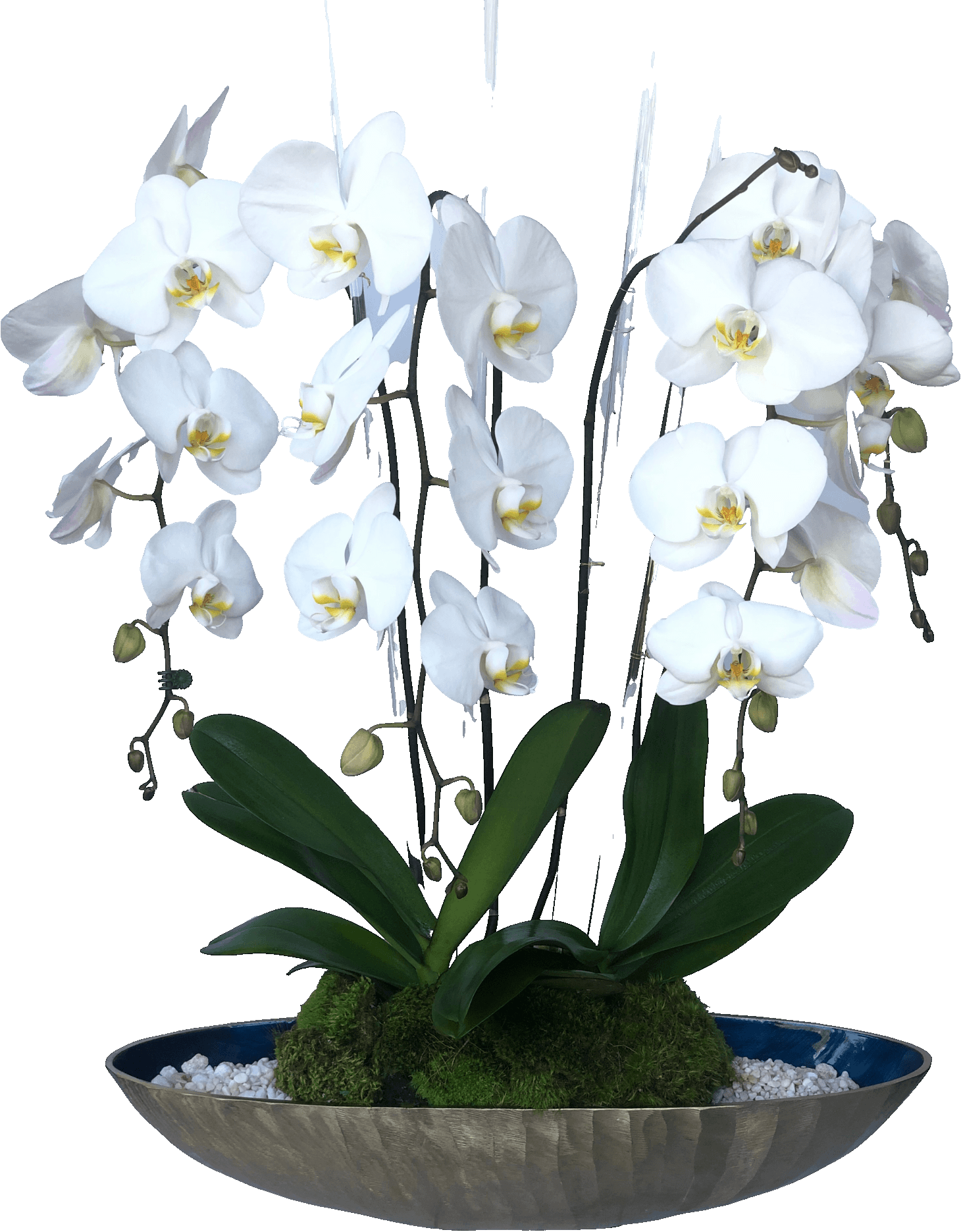 Fresh white phalaenopsis orchids with glass sticks.