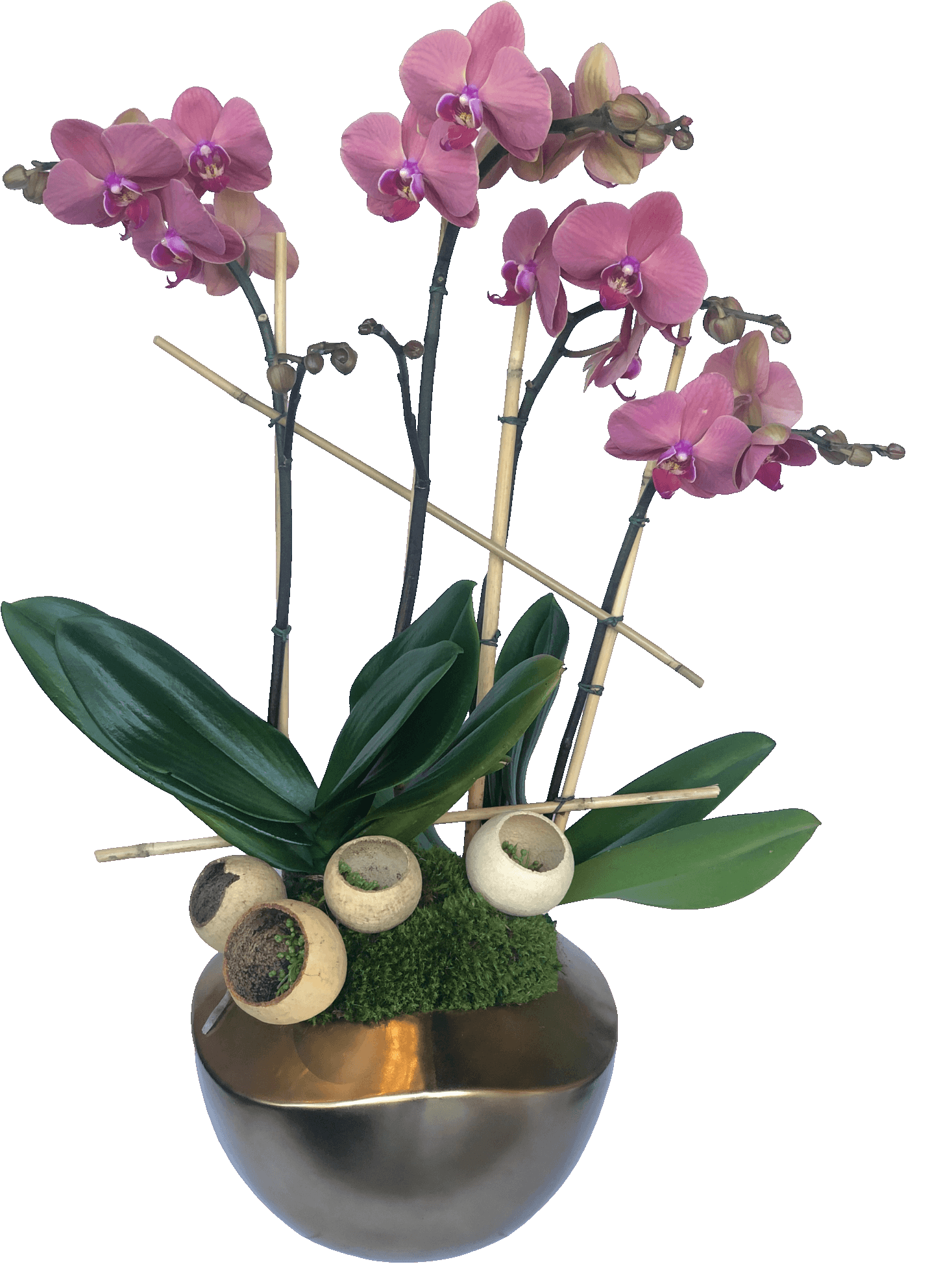 Four stems of fresh phalaenopsis orchid plants with bamboo