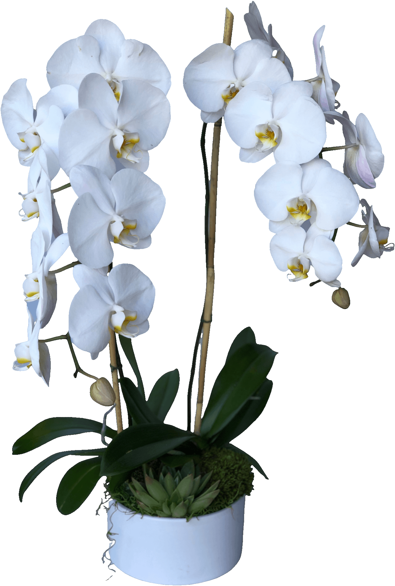 fresh white phalaenopsis orchids in a vase