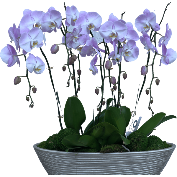 fresh white phalaenopsis orchid plants in a low container