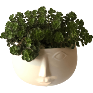 succulent plants face vase