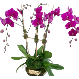 Fresh orchid plant stems in vase