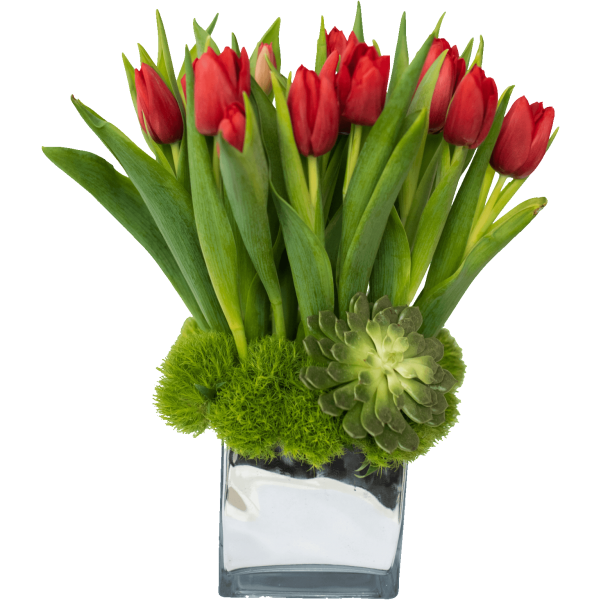 red tulips arranged tall